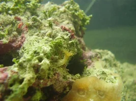 19 Gallon Nano Diary - New Corals And Fish Etc