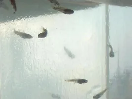 6days old fry
