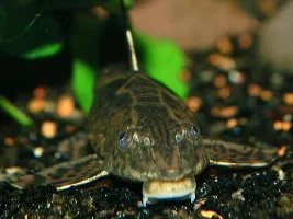 Royal Whiptail And Size For Sexing?