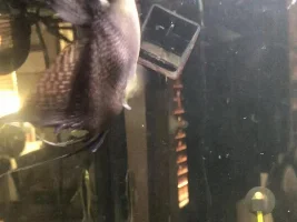 Angelfish suddenly has lump behind belly