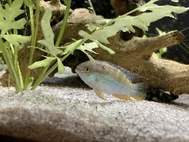 Mark on fish