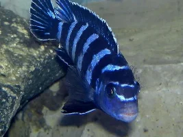 1 Fish 2 Fish Red Fish Blue Fish