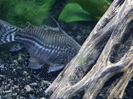Cory carrying eggs