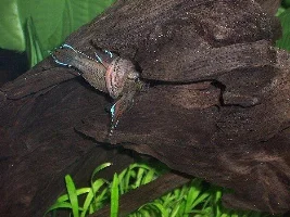 Brown spike tails spawning