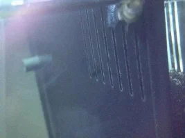 My Guppy Randomly Died.