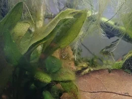 Algae in my ADF tank