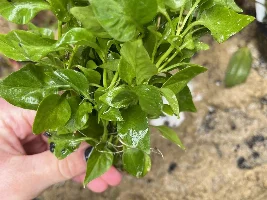 Does anyone know what species of plants these are?
