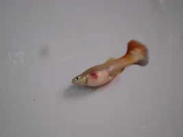Lost my female guppy :-(