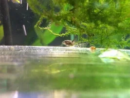 Fertile Cory Eggs!