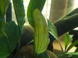 Here I go again 150 gallon reset.