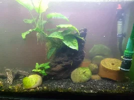 Hello aquatic enthusiasts!