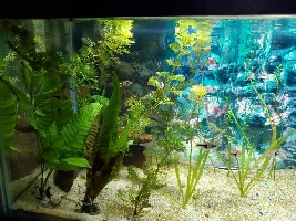 How would you re-scape?
