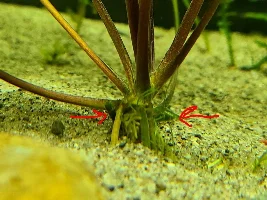 Plant id