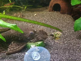 Restoration Tank