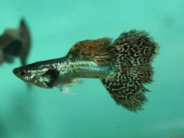 Dragon guppies...