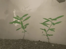 My Asian swamp aquarium!