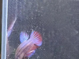 Is my betta underweight