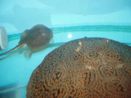 Stingray Album