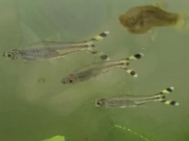 10 Tank's fish and tanks