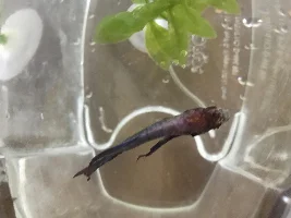 Betta fish is not eating and being lethargic