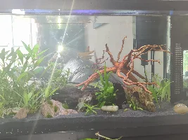 Hey guys me again can i move my plants at all?