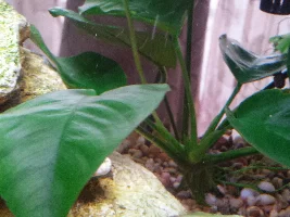 Need plant ID