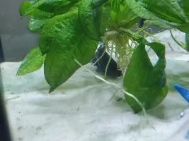 Betta fish resting more than normal?