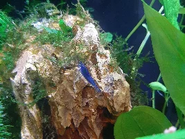 Five gallon aquarium cycling and stocking