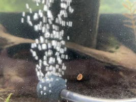 Snail ID?