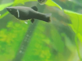 Red platy and Black mollies pregnancy!? HELP NEEDED