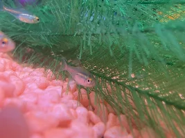 Transparent tetras twitching