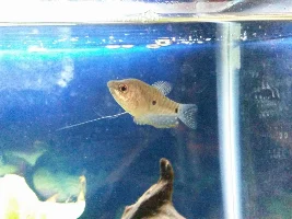 20 gallon update! With pics!