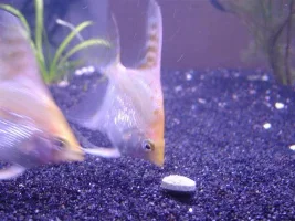 My aNGeLS :) updated today! (06*10*04)