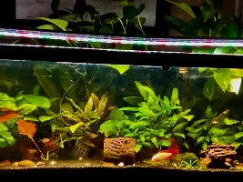 VOTE NOW: July 2026 Tank of the Month Contest (17-30 US gallons)
