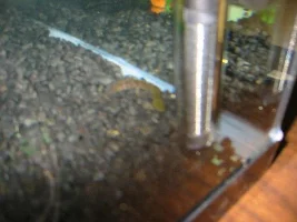 some pics