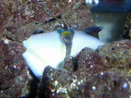 Picasso Triggerfish Pictures