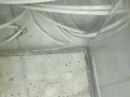 Tetra glow with goldfish. Will they survive?