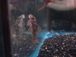 Id Pleco?