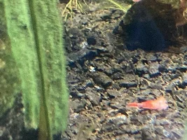 Shrimp bits
