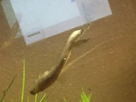 Please Help, Fish Dying