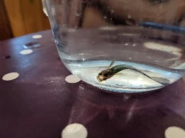 Guppy Bent Over - TB? Pls help!!!
