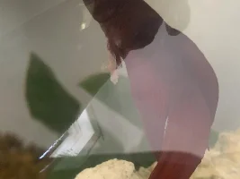 EMERGENCY! Betta Ruptured Stomach\ Exposed Intestines??