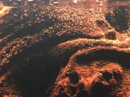 Building a better tank algae / biofilm... as best to mimic "Aufwuchs"