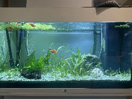 Newbie with a Jewel 125