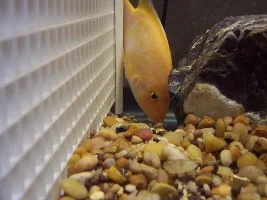 today in the tank 08sep04