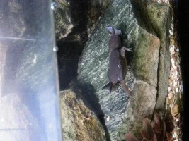 Identification Confirmation!