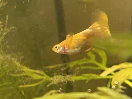 Is my 24 karat gold guppy pregnant?