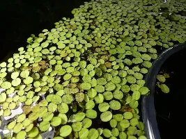 i cannot grow plants