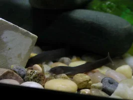 My pleco