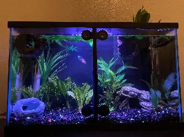 Tips for making your aquarium look nice and pop out?